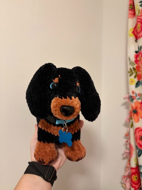 Dachshund